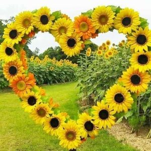 This listing is for a live show